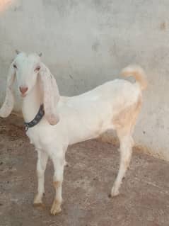 bakri