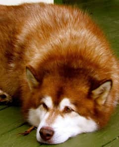 Husky Alaskan malamute stud