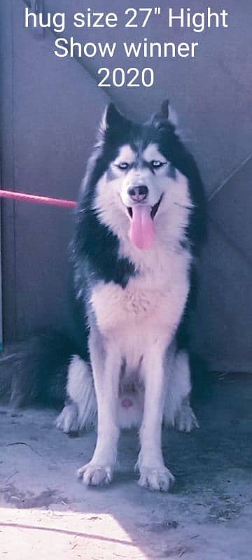 Husky Alaskan malamute stud 4