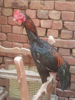 aseel hen for sale