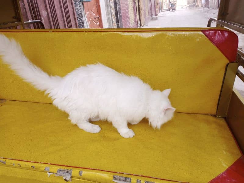 Persian Cat 3