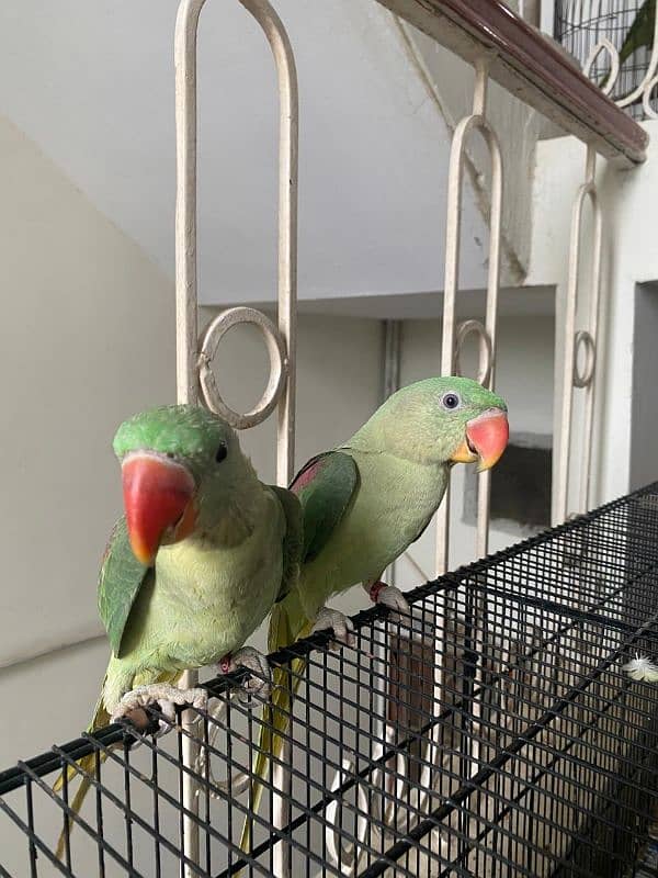 Raw parrot pair 0