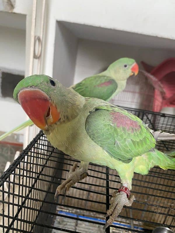 Raw parrot pair 1