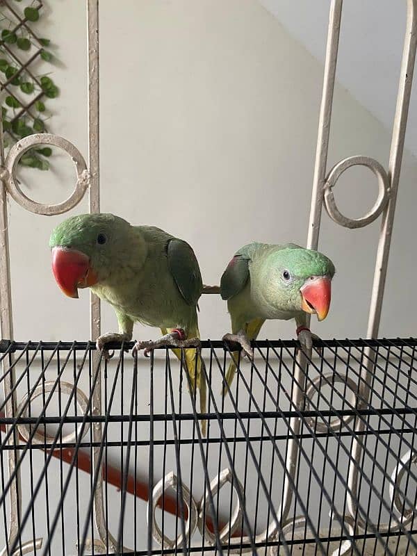 Raw parrot pair 2