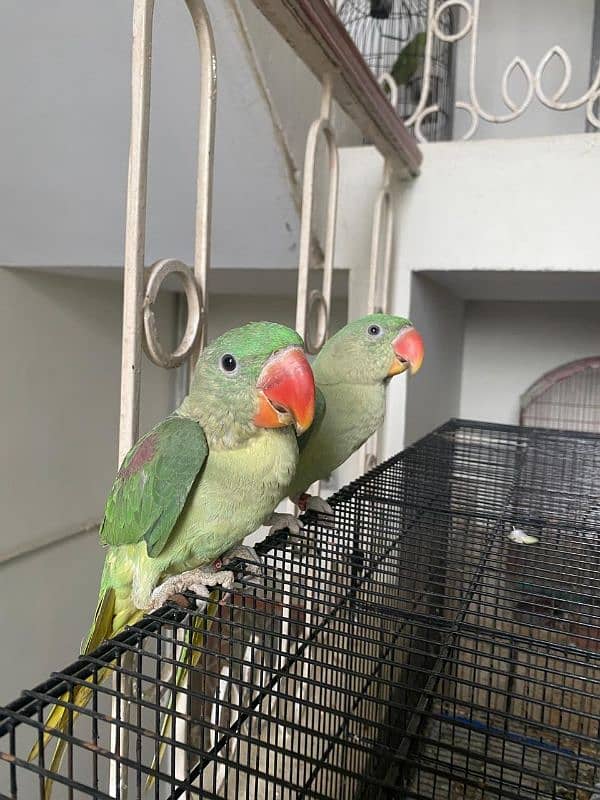 Raw parrot pair 3