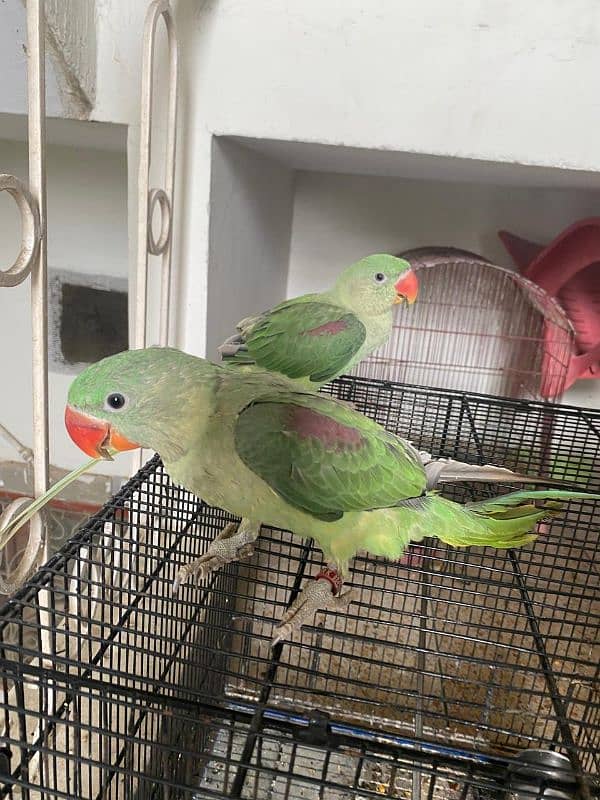 Raw parrot pair 4