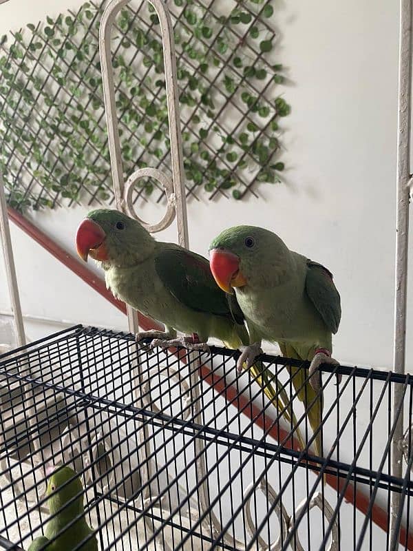 Raw parrot pair 5