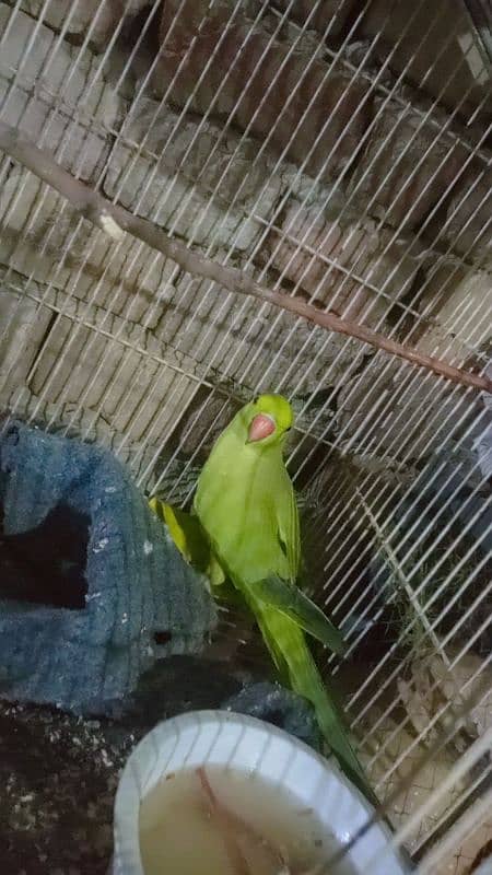 ring rose parrot 1