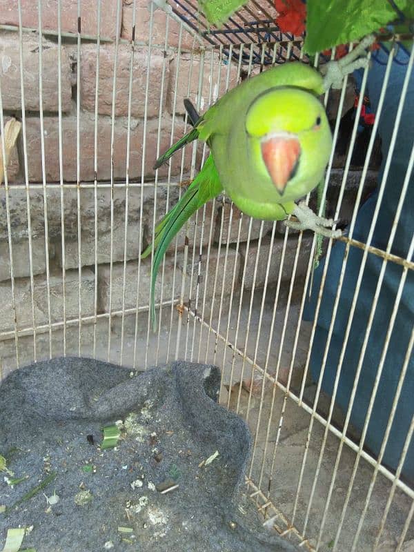 ring rose parrot 2