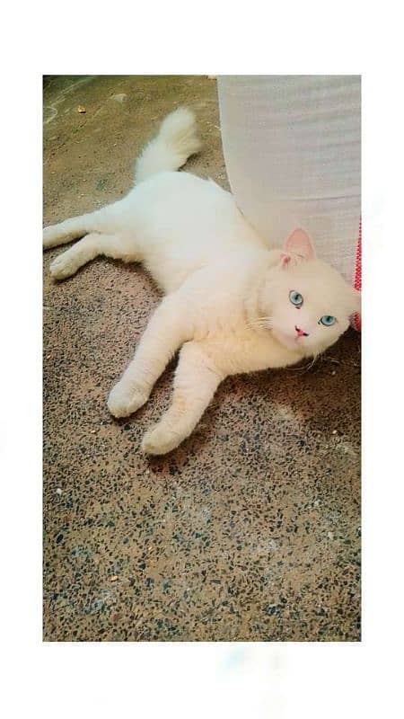 litar taren male cat urgent seel 1