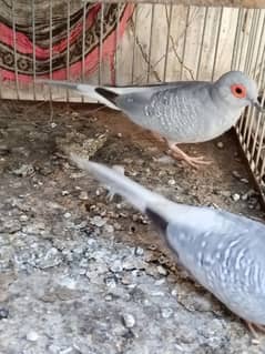 Dove breeder pairs