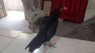 Big black Jaggery aseel hen for sale