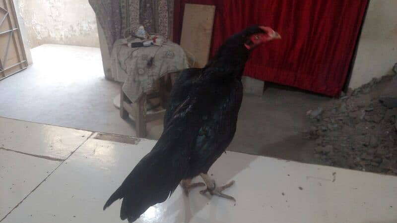 Big black Jaggery aseel hen for sale 0