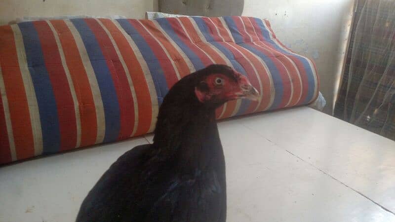 Big black Jaggery aseel hen for sale 1