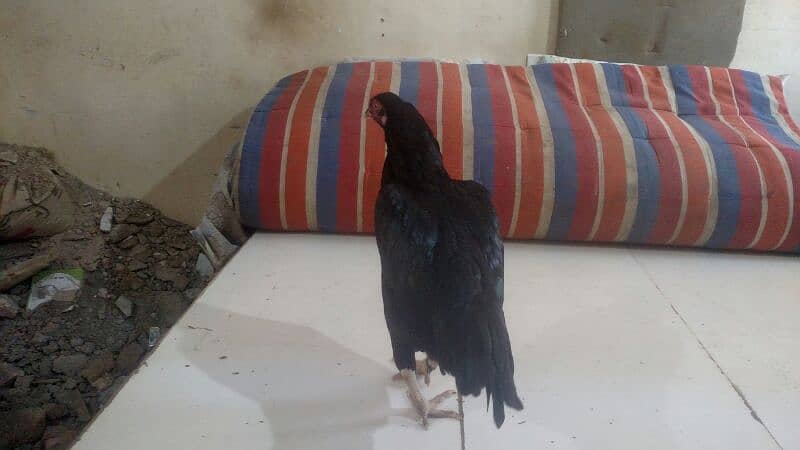 Big black Jaggery aseel hen for sale 2