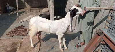 Gulabi abluck milking goat for sale 03162918168