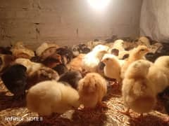 golden misri 15 days old chicks for sale A+ quality