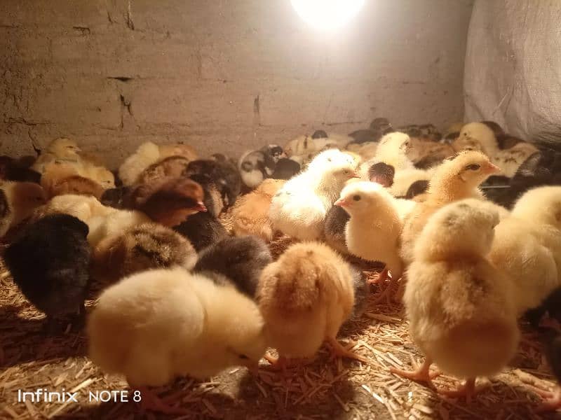 golden misri 15 days old chicks for sale A+ quality 0