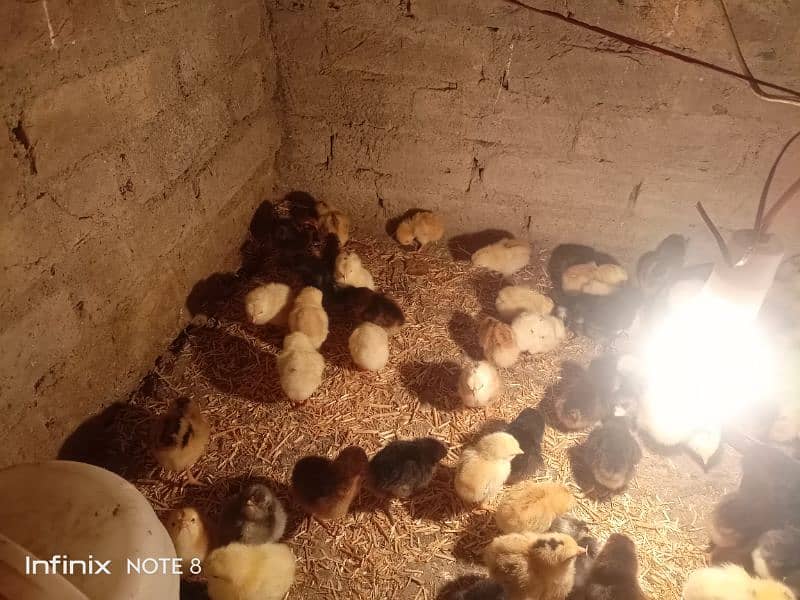 golden misri 15 days old chicks for sale A+ quality 2