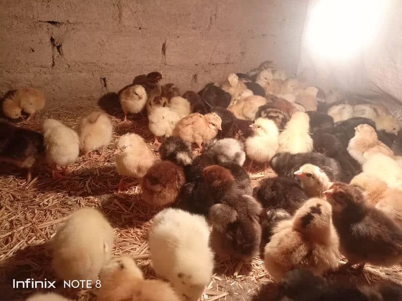 golden misri 15 days old chicks for sale A+ quality 3