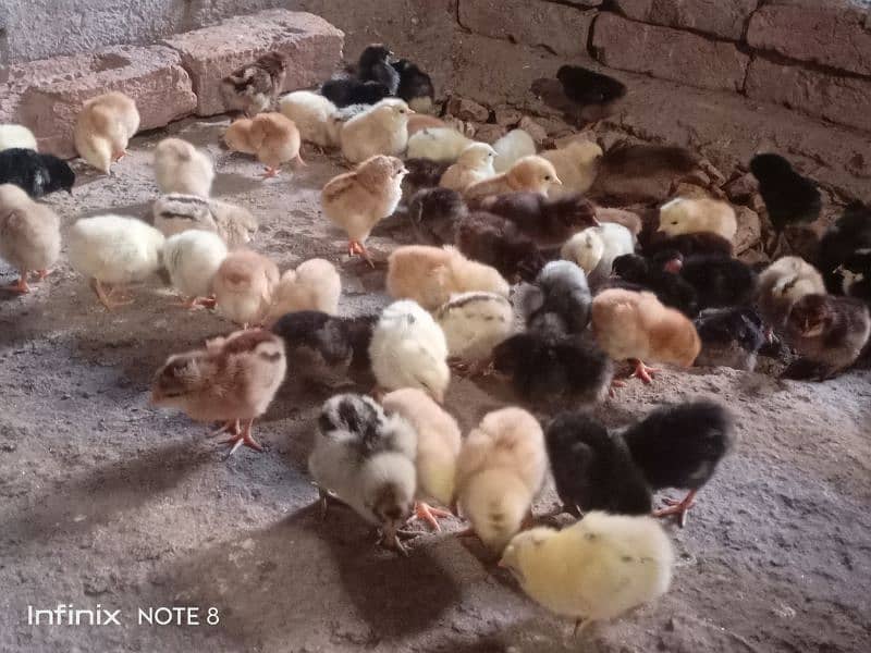 golden misri 15 days old chicks for sale A+ quality 4