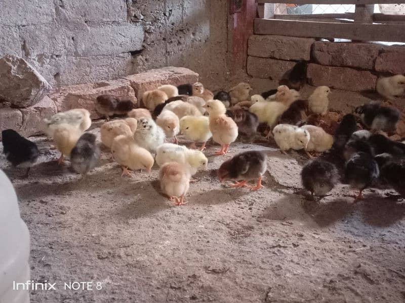 golden misri 15 days old chicks for sale A+ quality 7