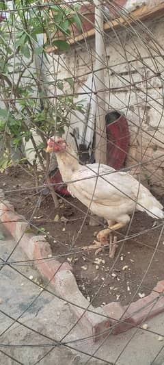 white color hen for sale