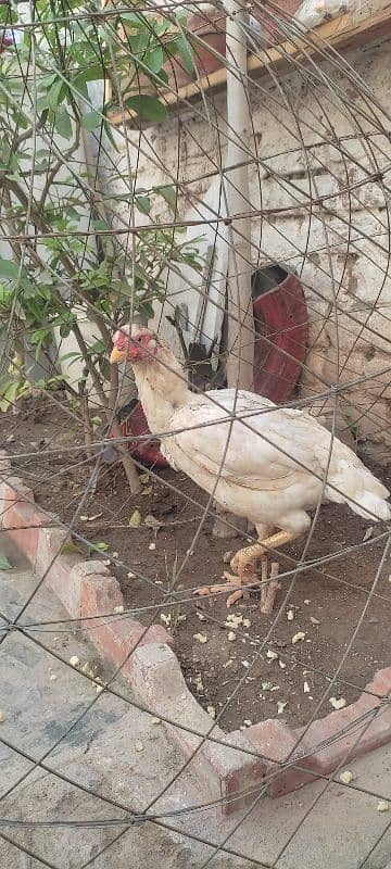 white color hen for sale 0