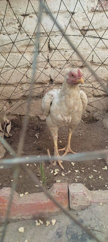 white color hen for sale 1