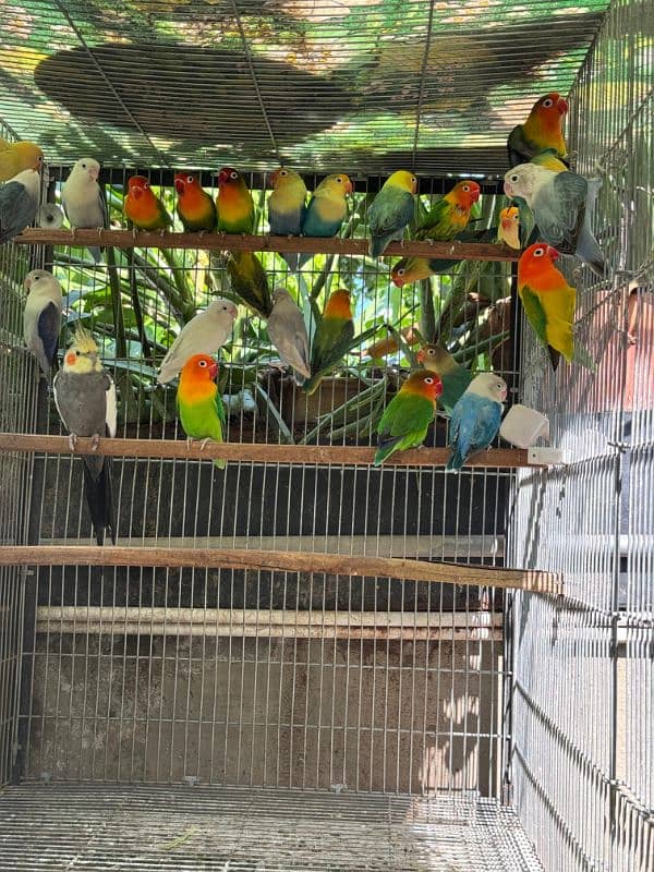 Lovebird for sale 5