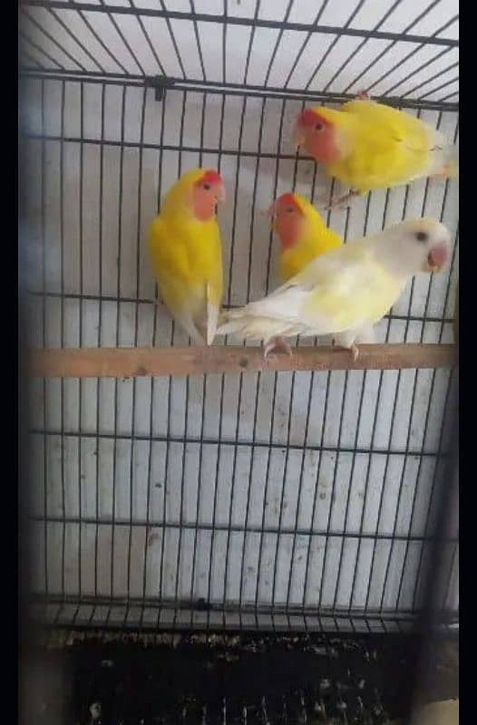 3 pair Love birds Albino black eye,Latino,black mask 1