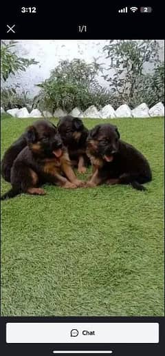 Garman shepherd puppies for sale 03287576736 call wahtasp