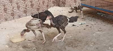 jawa murgha, Mushki madi with 2 chicks 2 months old