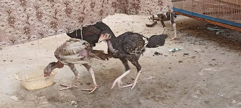 jawa murgha, Mushki madi with 2 chicks 2 months old 0