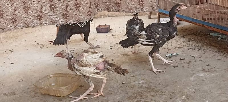 jawa murgha, Mushki madi with 2 chicks 2 months old 1