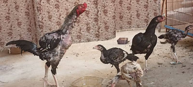 jawa murgha, Mushki madi with 2 chicks 2 months old 4