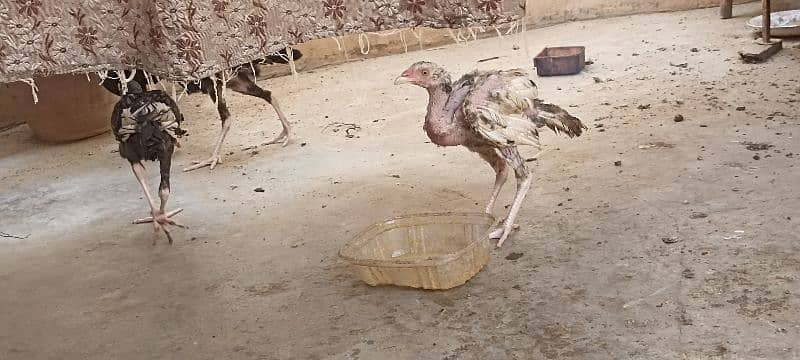 jawa murgha, Mushki madi with 2 chicks 2 months old 5