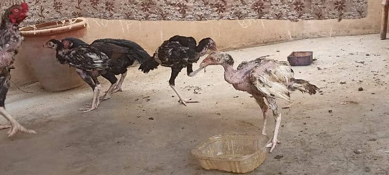 jawa murgha, Mushki madi with 2 chicks 2 months old 6