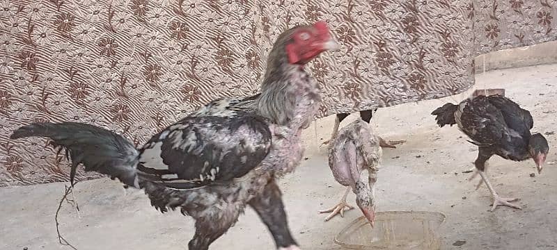 jawa murgha, Mushki madi with 2 chicks 2 months old 7