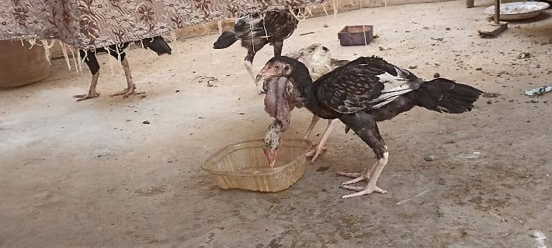 jawa murgha, Mushki madi with 2 chicks 2 months old 8