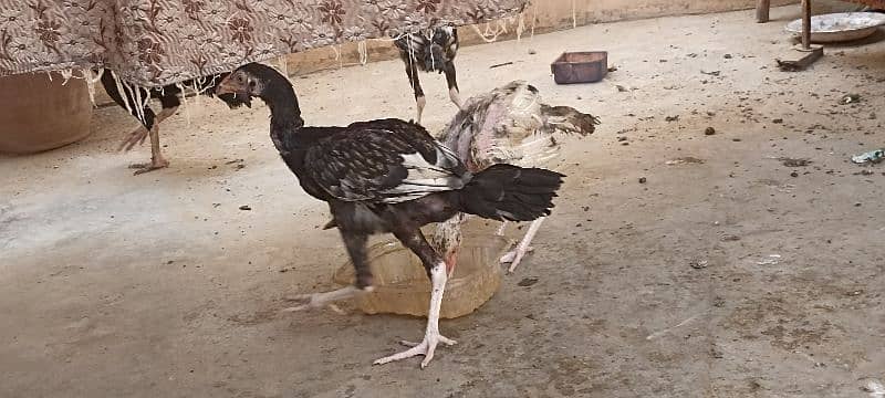 jawa murgha, Mushki madi with 2 chicks 2 months old 9