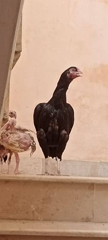 jawa murgha, Mushki madi with 2 chicks 2 months old 10