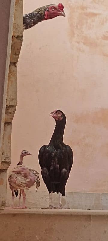 jawa murgha, Mushki madi with 2 chicks 2 months old 11