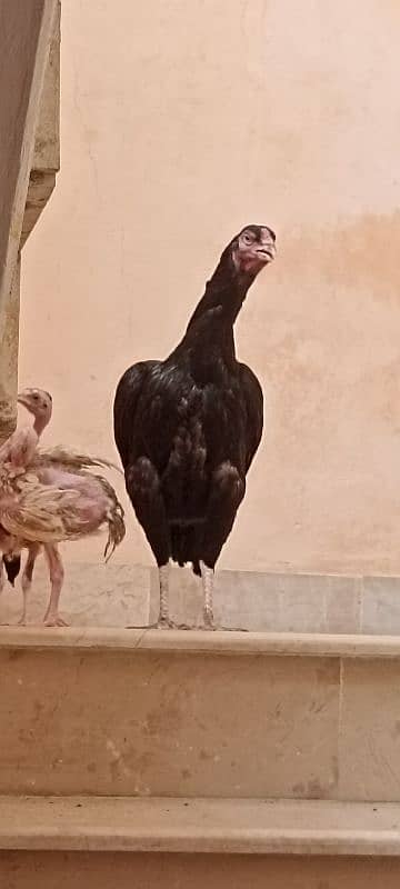 jawa murgha, Mushki madi with 2 chicks 2 months old 12