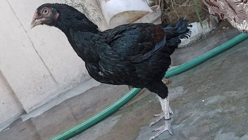 jawa murgha, Mushki madi with 2 chicks 2 months old 13