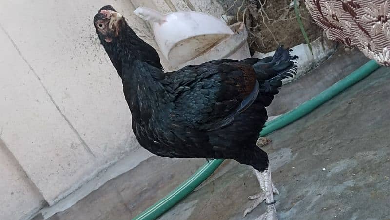 jawa murgha, Mushki madi with 2 chicks 2 months old 14