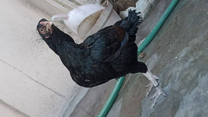 jawa murgha, Mushki madi with 2 chicks 2 months old 15