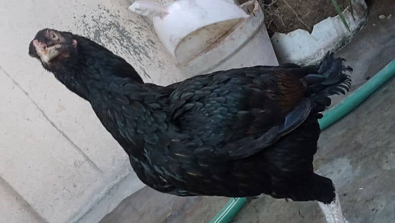 jawa murgha, Mushki madi with 2 chicks 2 months old 17