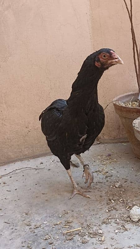 jawa murgha, Mushki madi with 2 chicks 2 months old 18