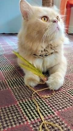 Pure Persian male cat for metting not for sale